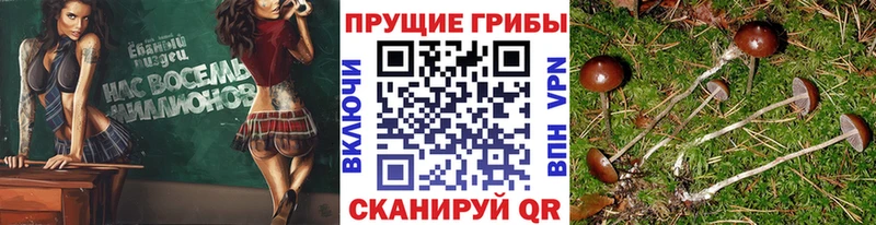 где купить наркоту Рыльск Галлюциногенные грибы GOLDEN TEACHER